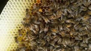 Beekeeping Afloat
