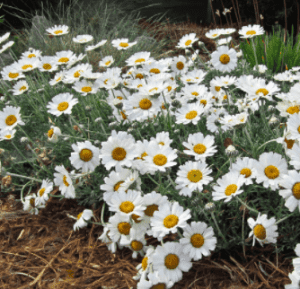 The Bonnie Gardener