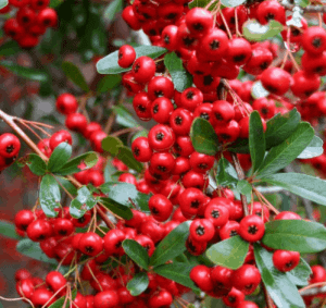 Pyracantha