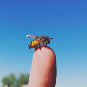 Bee Keeping Like A Girl