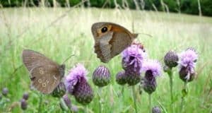 Butterfly Conservation