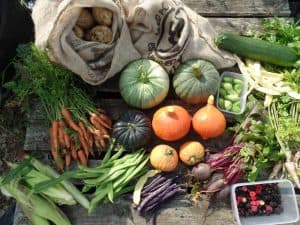 Modern Veg Plot