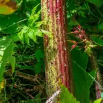 giant hogweed stem