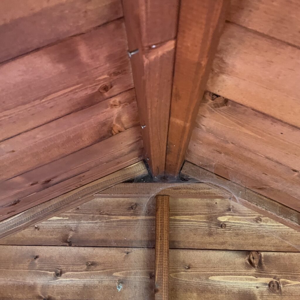 Interior view of an apex roof showcasing timber beams and cobwebs