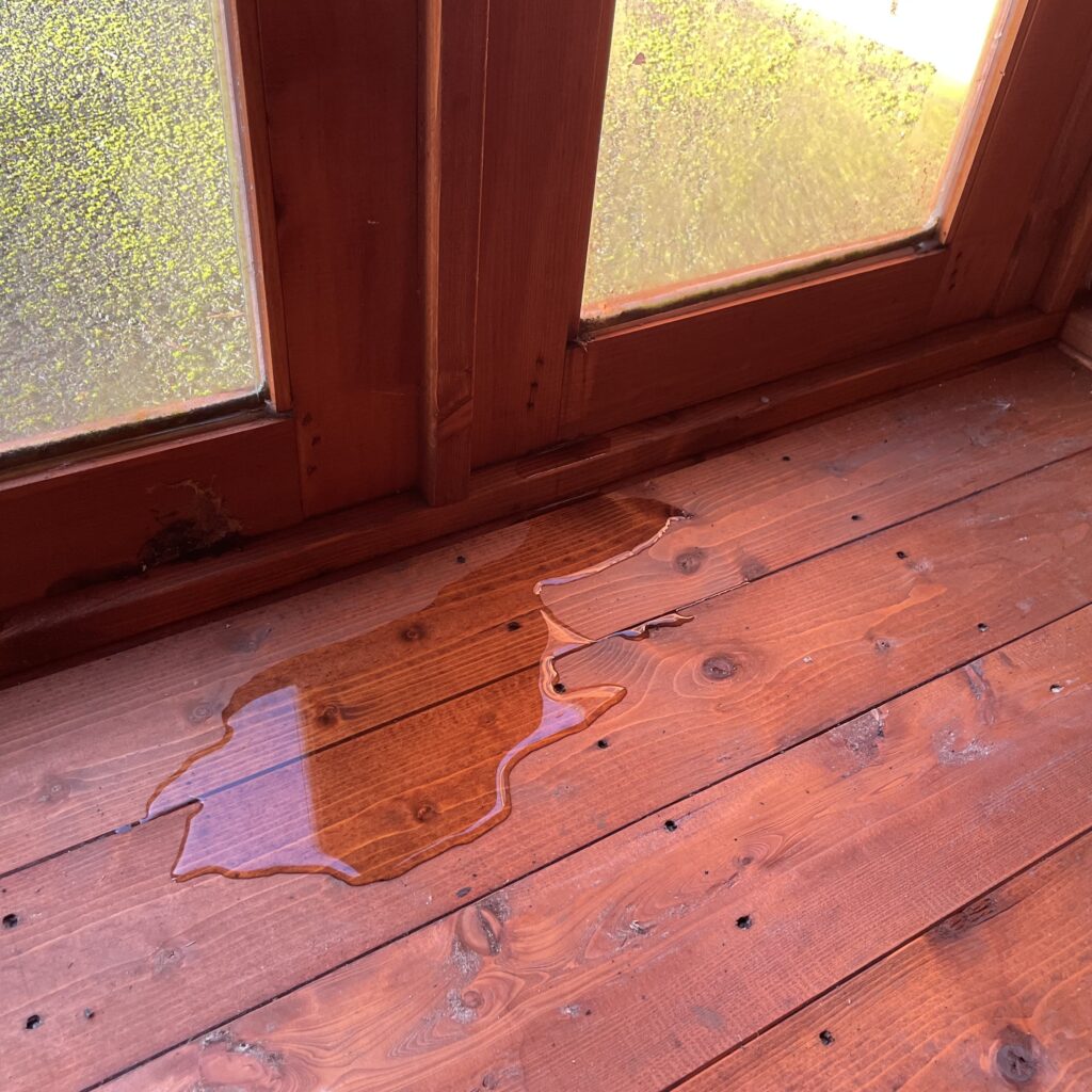 Water pooling on wooden floor near full-pane windows in a summerhouse